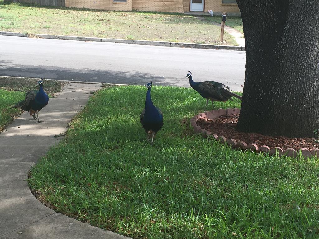 The Peacock House Villa San Antonio Exteriör bild