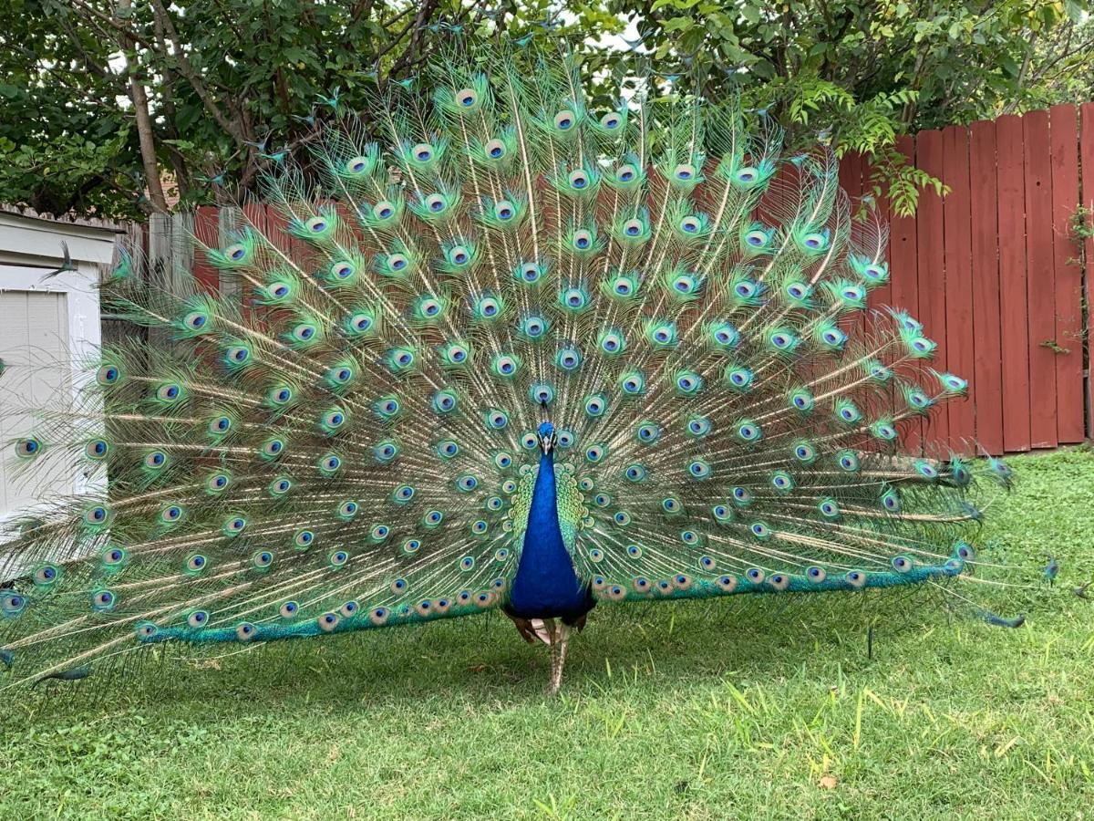 The Peacock House Villa San Antonio Exteriör bild